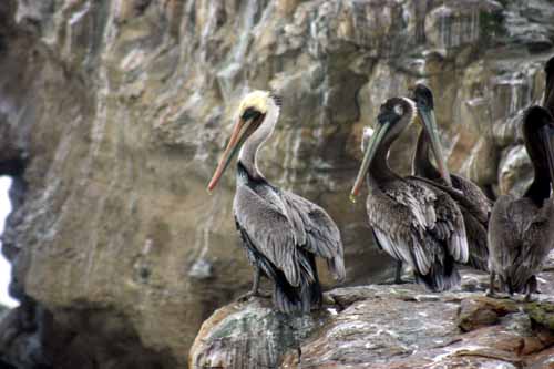 Adult (white head) and juvenille (dark head) brown pelicans