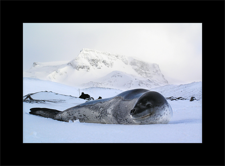 Counting seals - just one thing to check off the list (photo: 