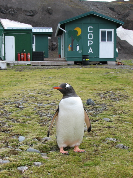 A gentoo penguin poses by the research station