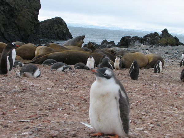 A gentoo penguin chick looking mischievous 