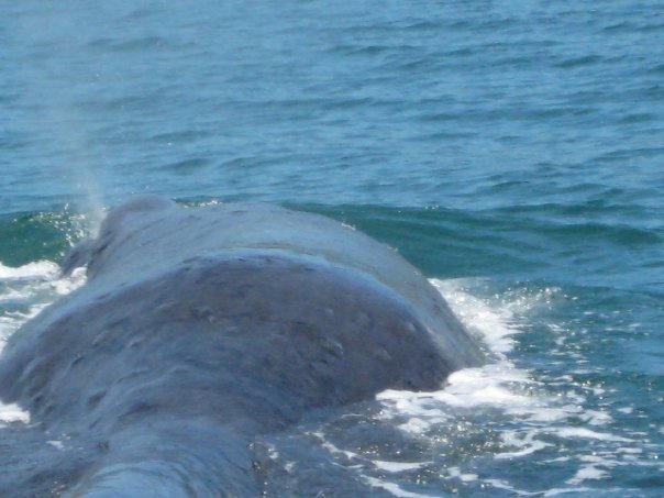 A sperm whale - note its blowhole offset to one side