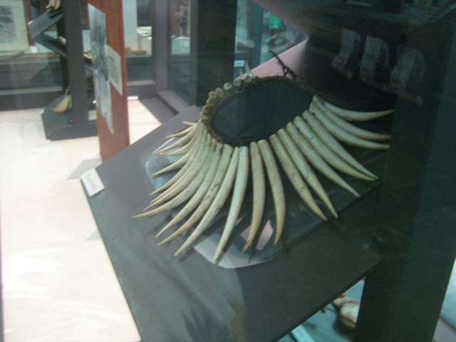 A ceremonial Fijian neclace made of sperm whale teeth 