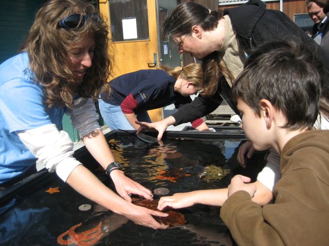 What does a gumboot chiton feel like? Come to the touch tank to find out!
