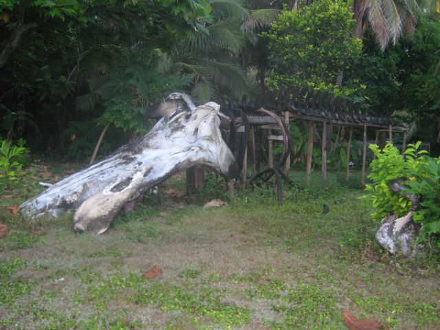 The whale bones in Possa's backyard "zoo"