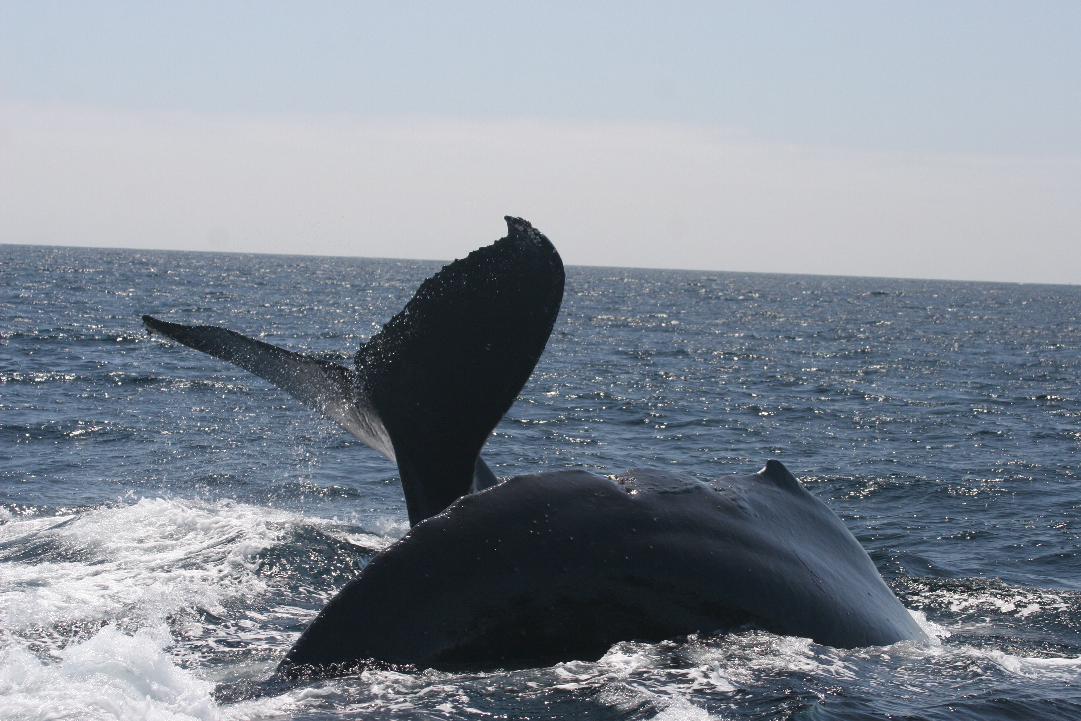 Humpback whales. NMFS Permit #: 15271
