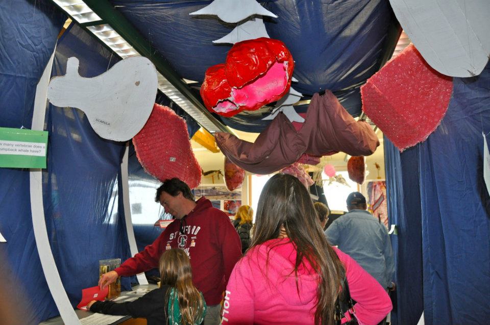 The vertebrate ecology lab’s recreation of the inside of a whale. (photo by The Moss Lander). 