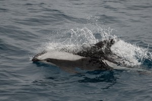Hourglass Dolphin sited by the Pt. Sur during their crossing across the Drake Passage.