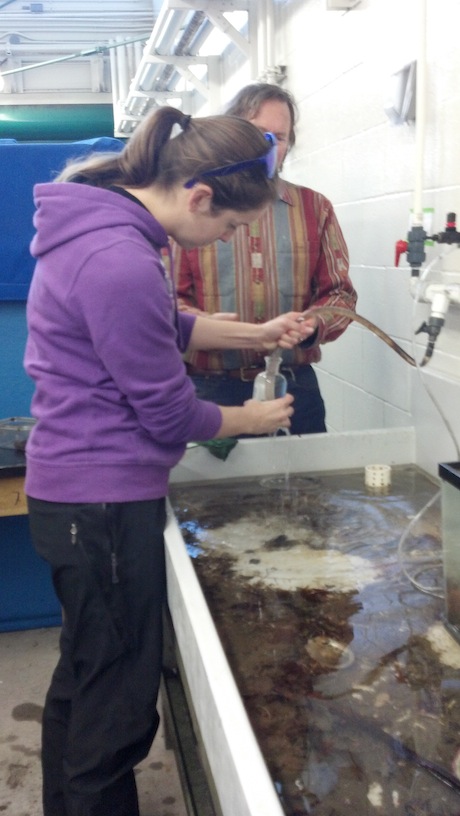 Kristin Walovich samples water from the MLML Aquarium