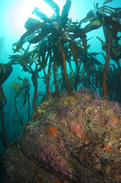 This alga, the Southern sea palm, reaches about 1.5 meters (4.9 feet) tall. An identifying feature of this alga is that is has a "Y" near the top of the stipe, where is splits into two bunches of blades. Aggregations of this alga form understory forests, important for different fishes, invertebrates, and mammals. 