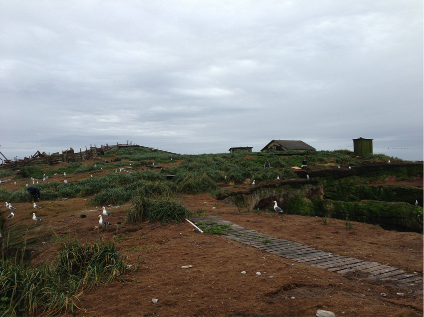 The Rhinoceros and Cassin’s Auklet breeding area at the island, with newly restored native plants.
