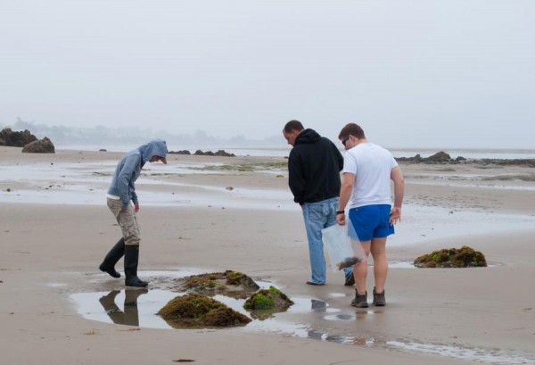 Our teaching assistant, Sarah Jeffries, Professor Mike Graham, and phycology student Bobby San Miguel examine one of the boulders still visible above the sand.