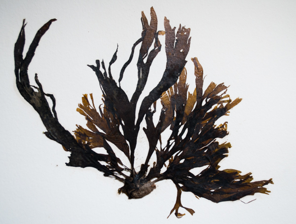 Taonia lennebackerae, a brown algae commonly found south of Point Conception