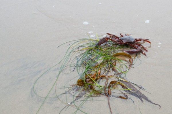 A kelp crab, Pugettia, tries to hide in the Phyllospadix wrack.