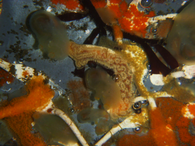 Invasive Tunicates