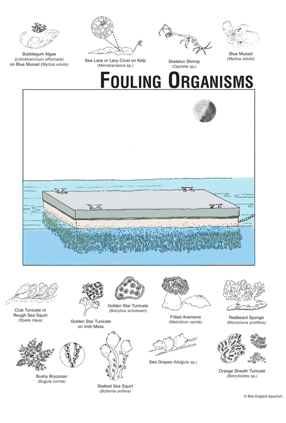 Fouling organisms common to floating docks of debris.