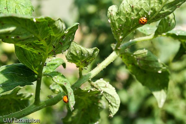 Ladybugs consuming aphids on a tomato plant http://extension.umd.edu/growit/photos-aphids