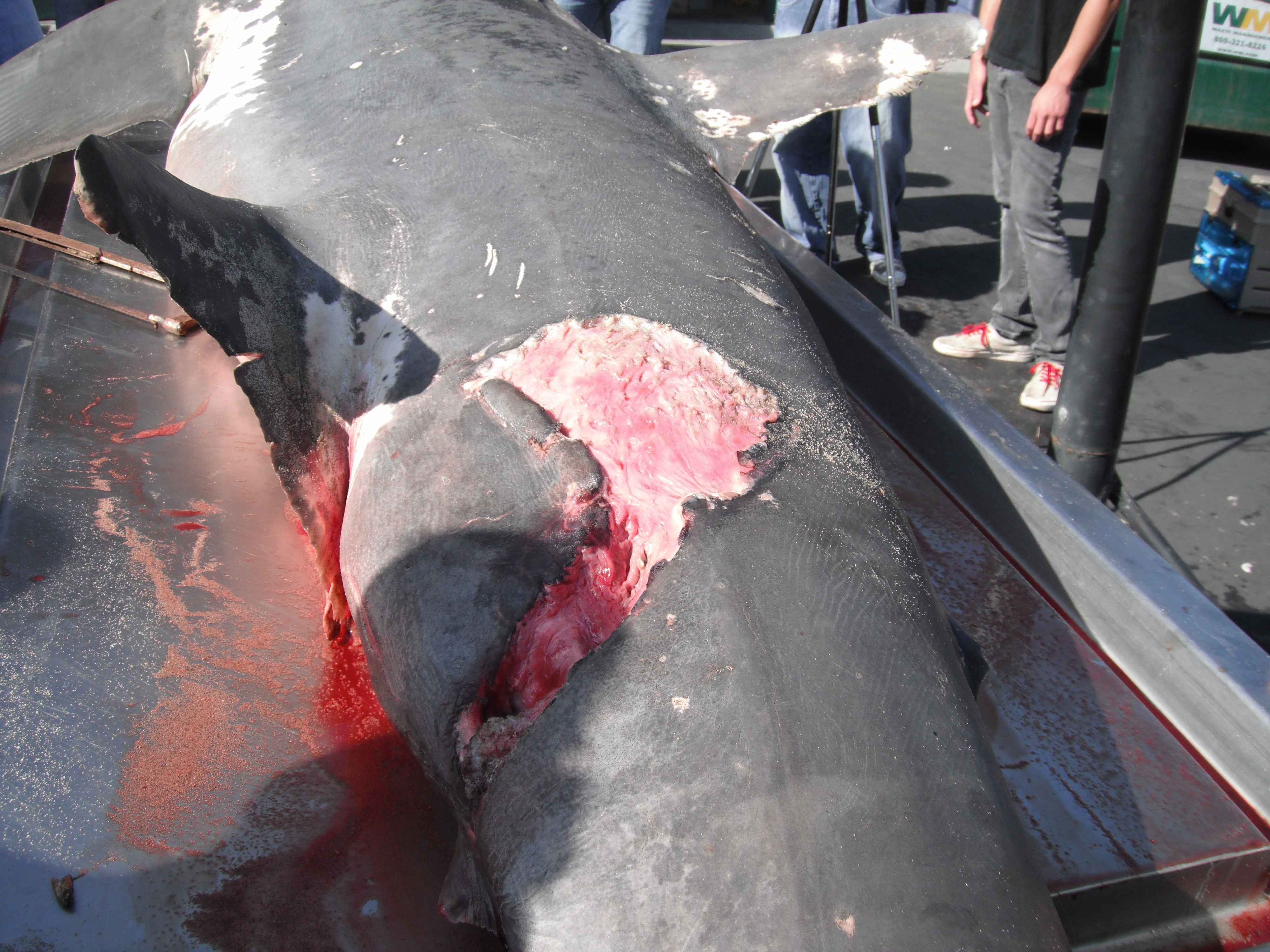 Wound found on the shark, possibly from a propeller.