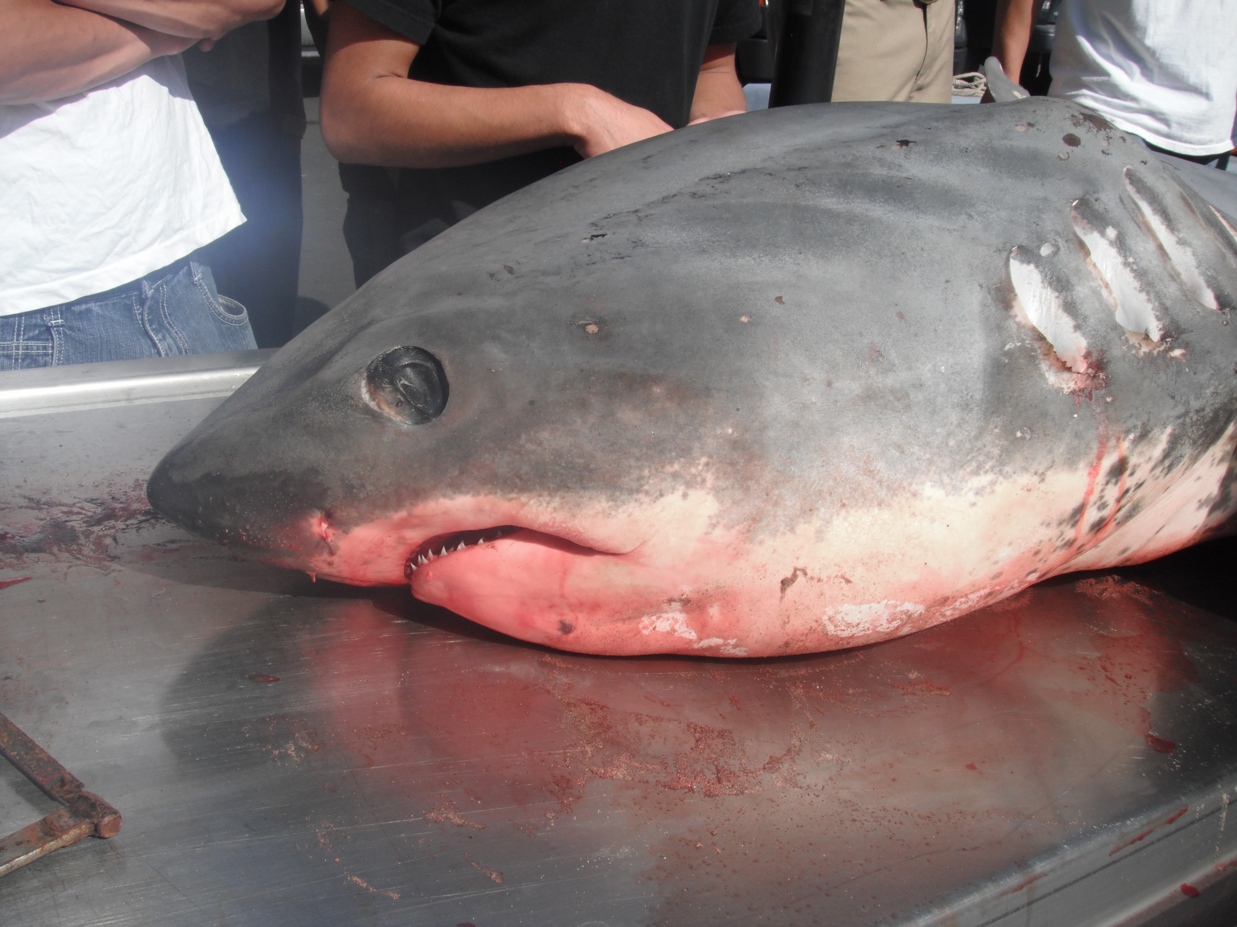 Thresher shark head