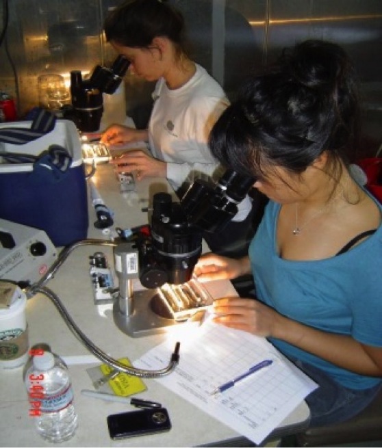 Counters use microscopes and serpentine trays to count every zooplankter in a 5mL sample