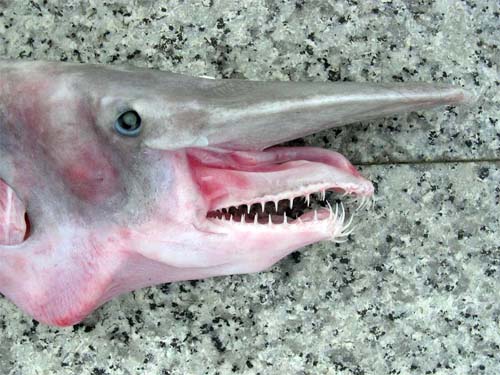 Goblin Shark