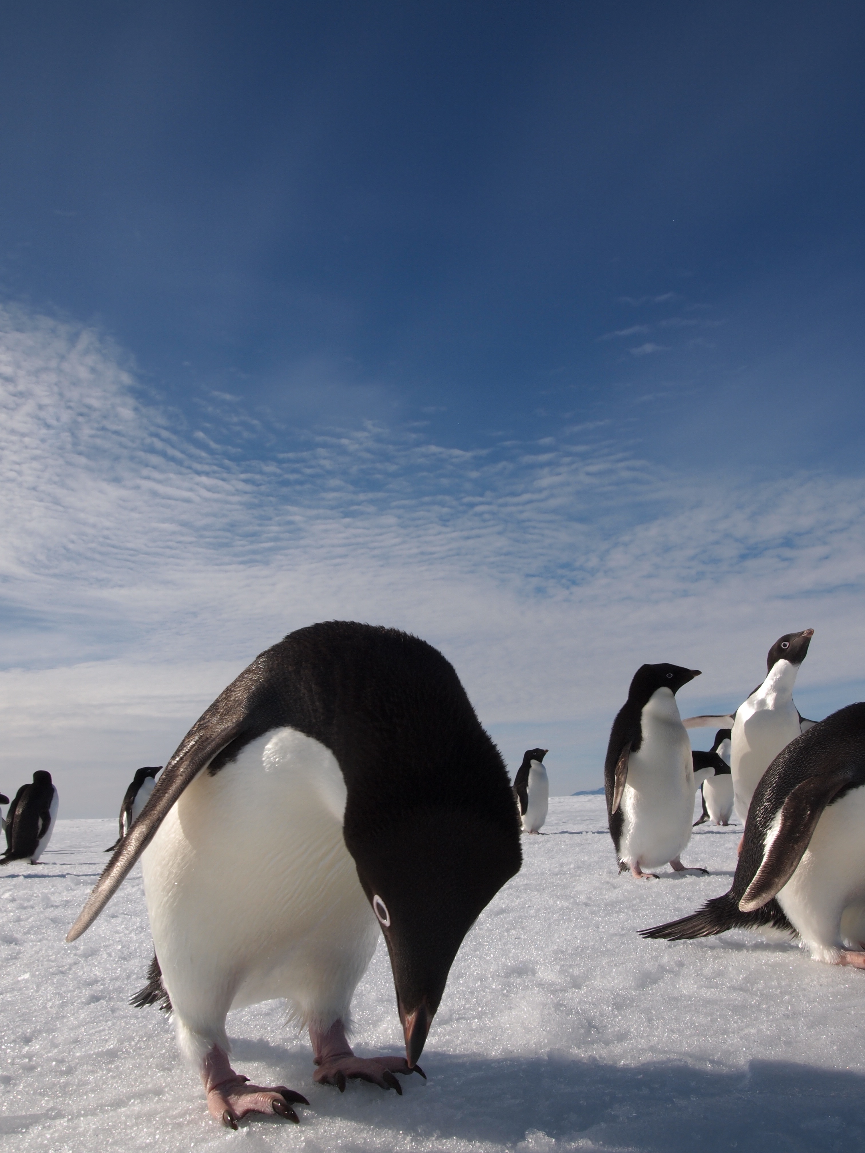 Penguins