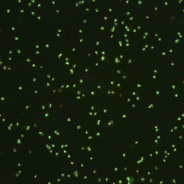 An algal culture glowing green with fluorescein under an epifluorescence microscope 
