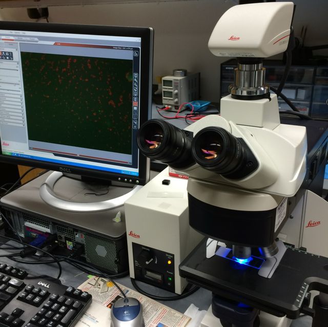 Epifluorescence microscope and image capture software