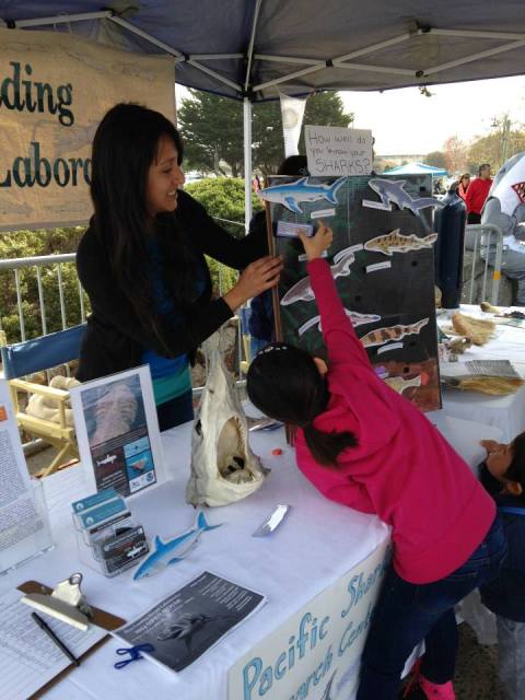 How well do you know your sharks? PSRC student, Vicky Vasquez, helps a girl figure it out.