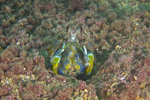 Mantis shrimp in a rhodolith bed