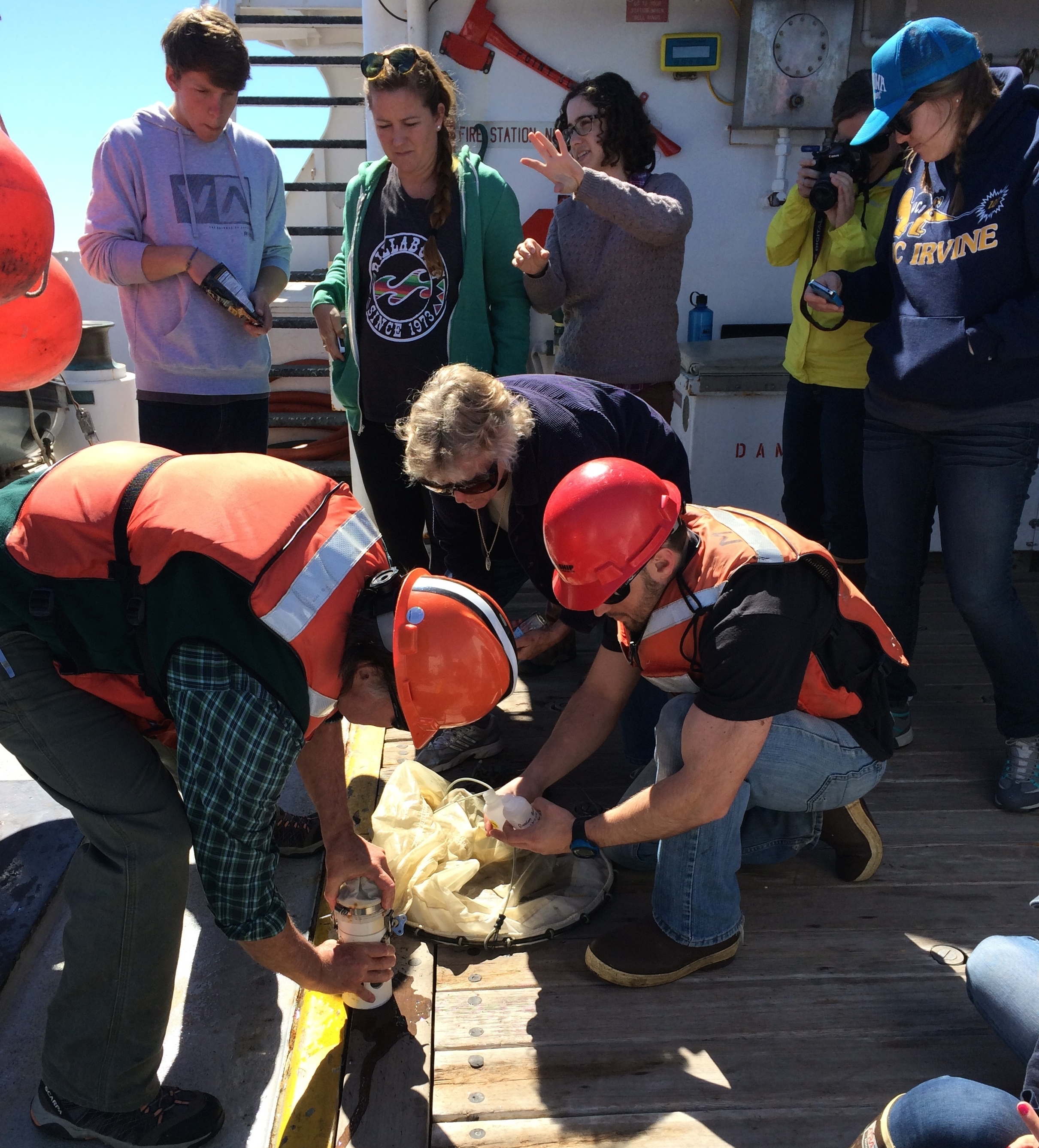 Net tows allowed us to collect concentrated samples of phytoplankton and zooplankton