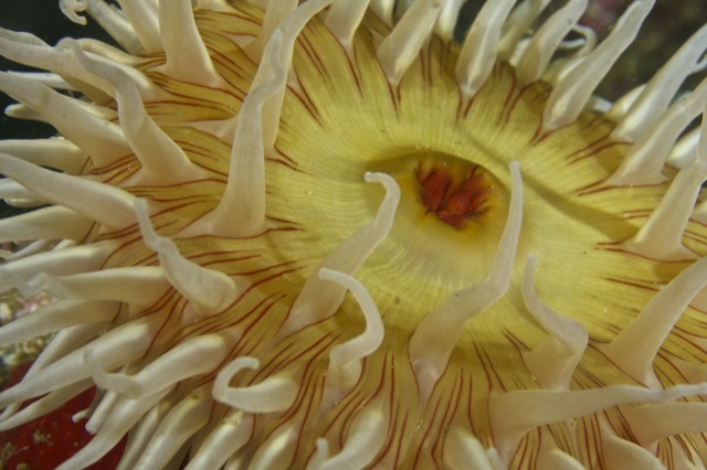 Fish-Eating Anemone