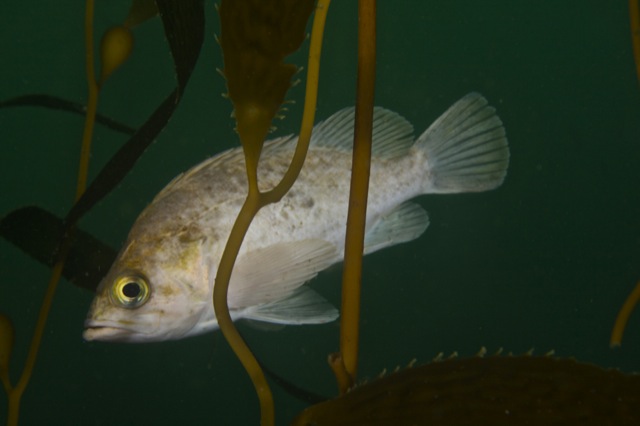 Kelp Rockfish