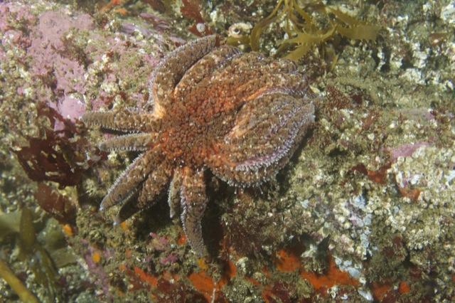 Sunflower Star