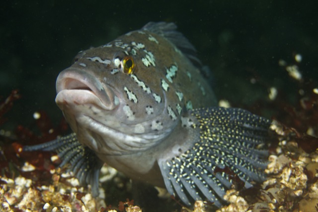 Kelp Greenling