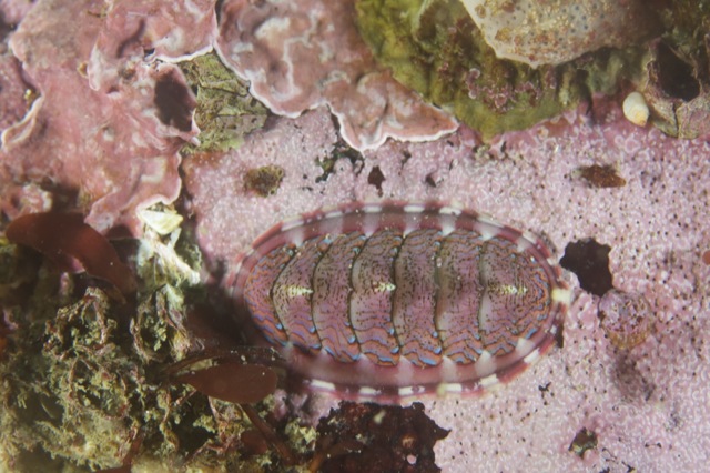 Lined Chiton