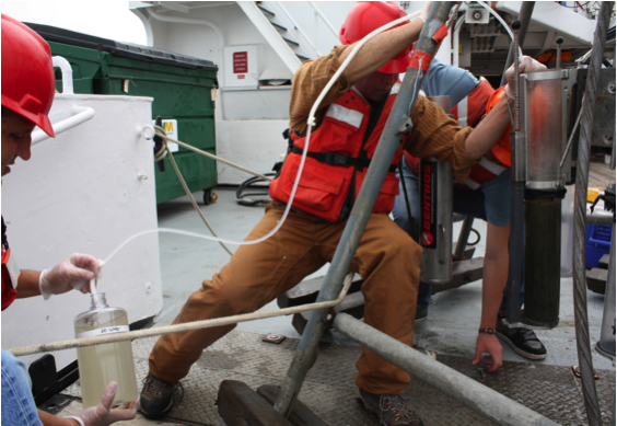 Siphoning overlying bottom water from sediment cores. (Photo by Diana Steller)