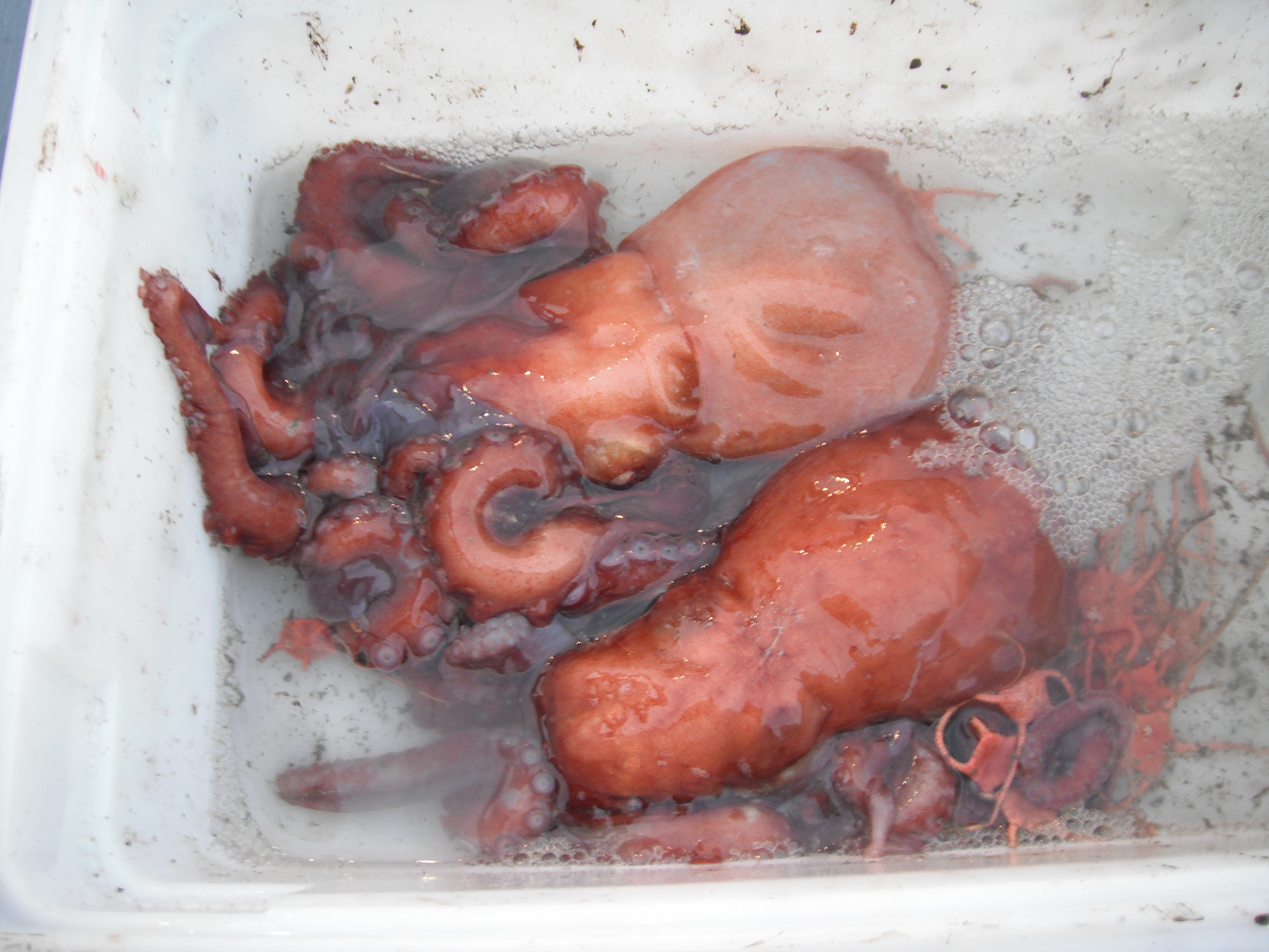 We managed to keep these deep sea octopuses alive! 