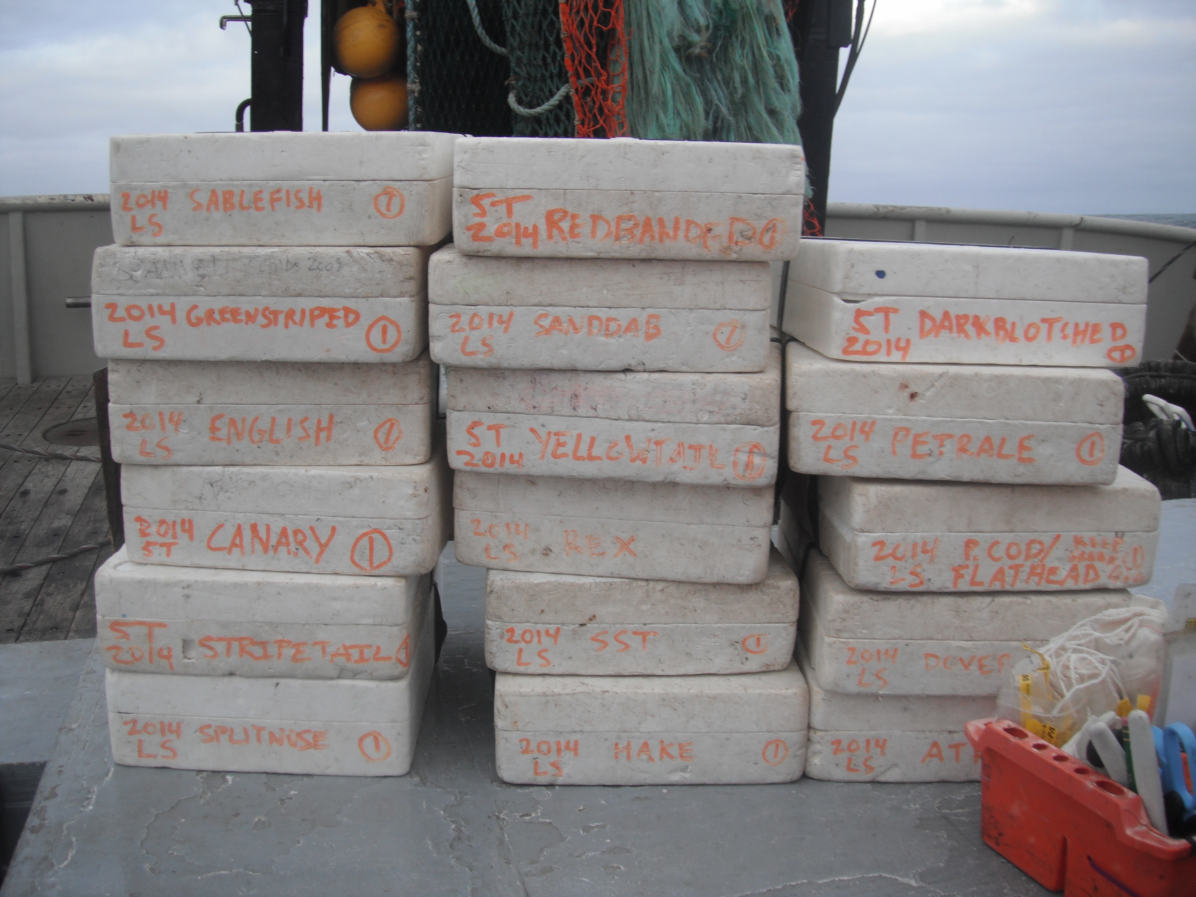 This the highest number of otolith boxes we had to extract from species in a trawl.
