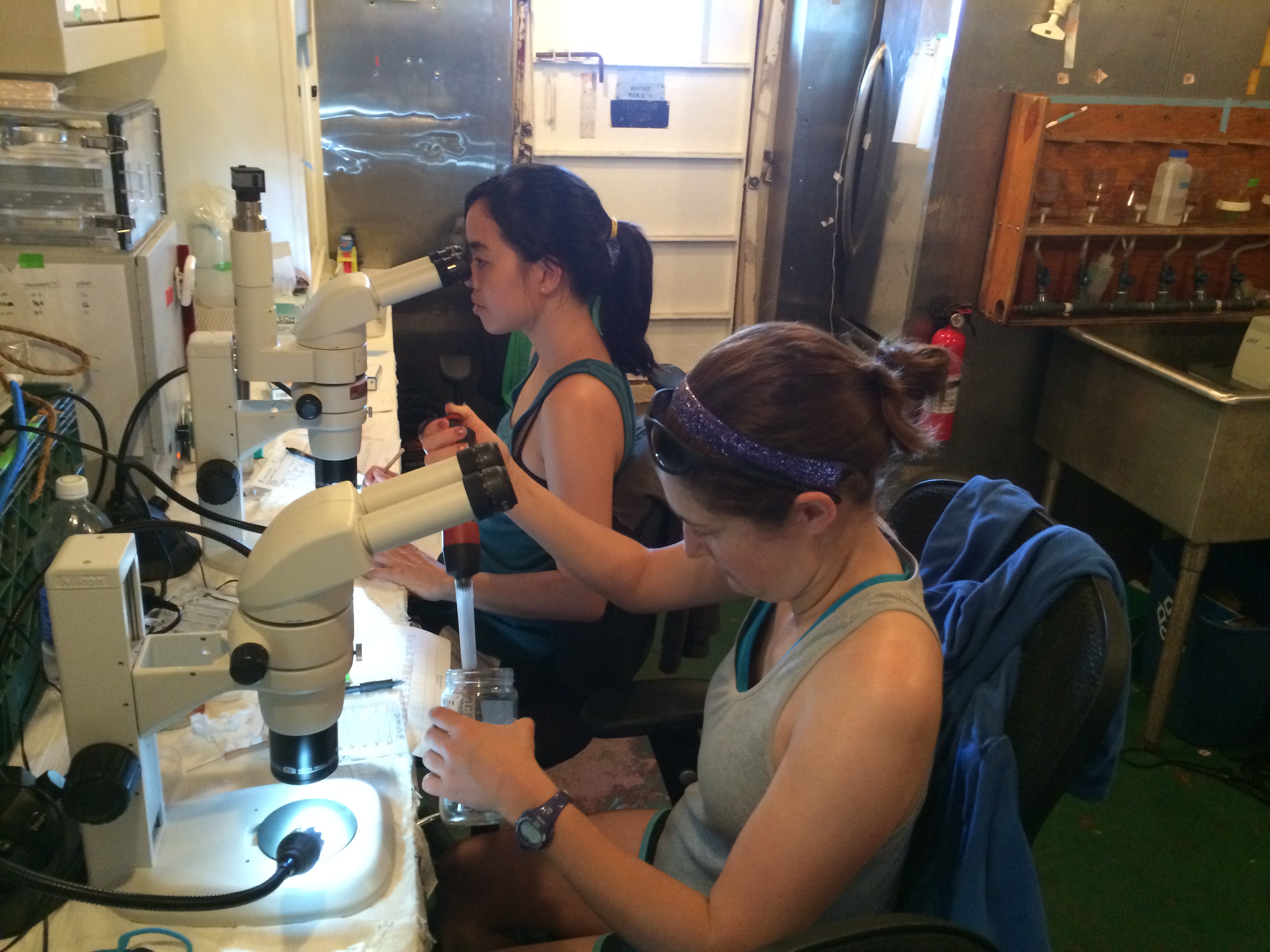 Counting zooplankton for ballast testing