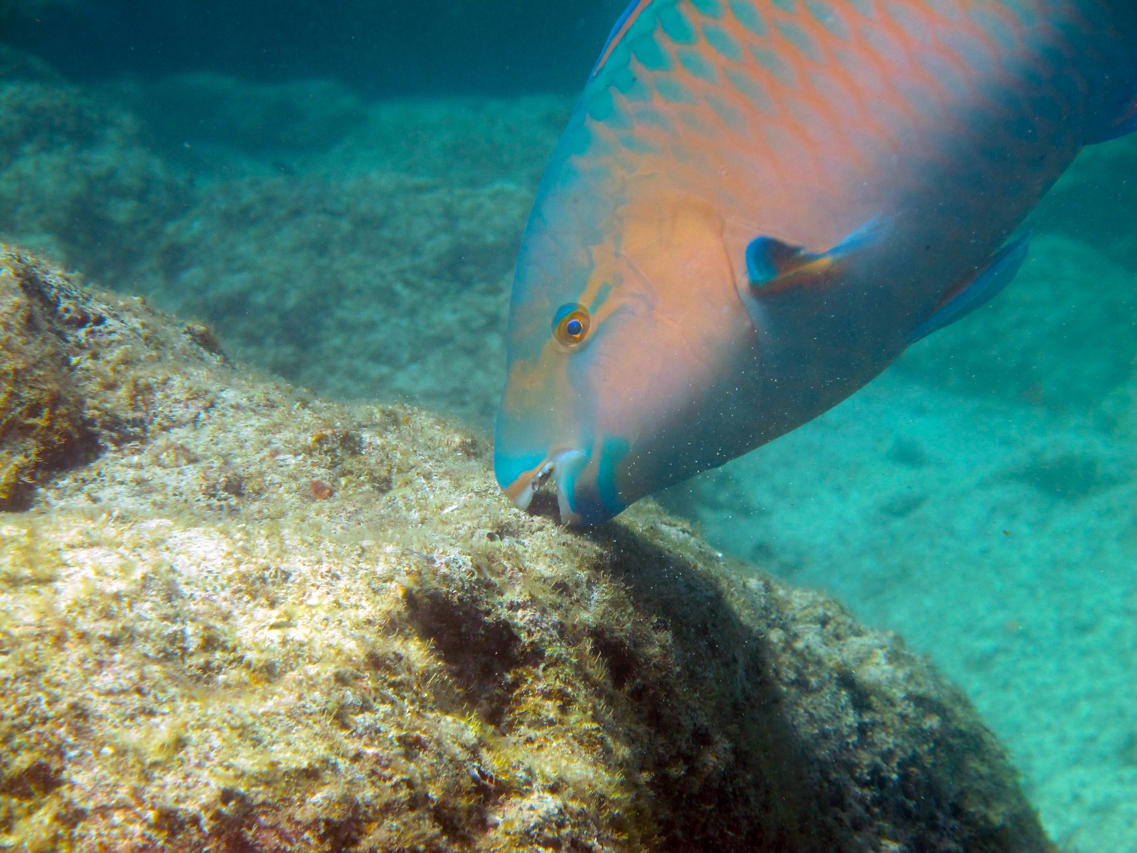 S_ghob feeding