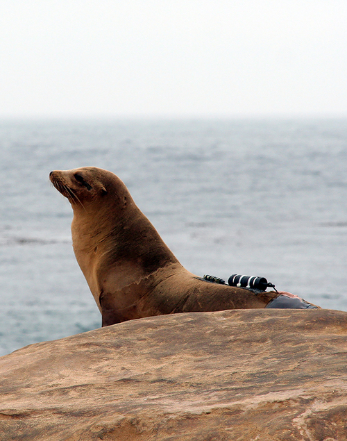 Sea lion with data logger, San Nicholas Island