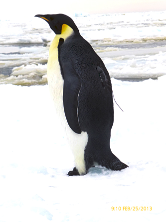 Tagged Emperor Penguin (Photo Credit: Jerry Kooyman)