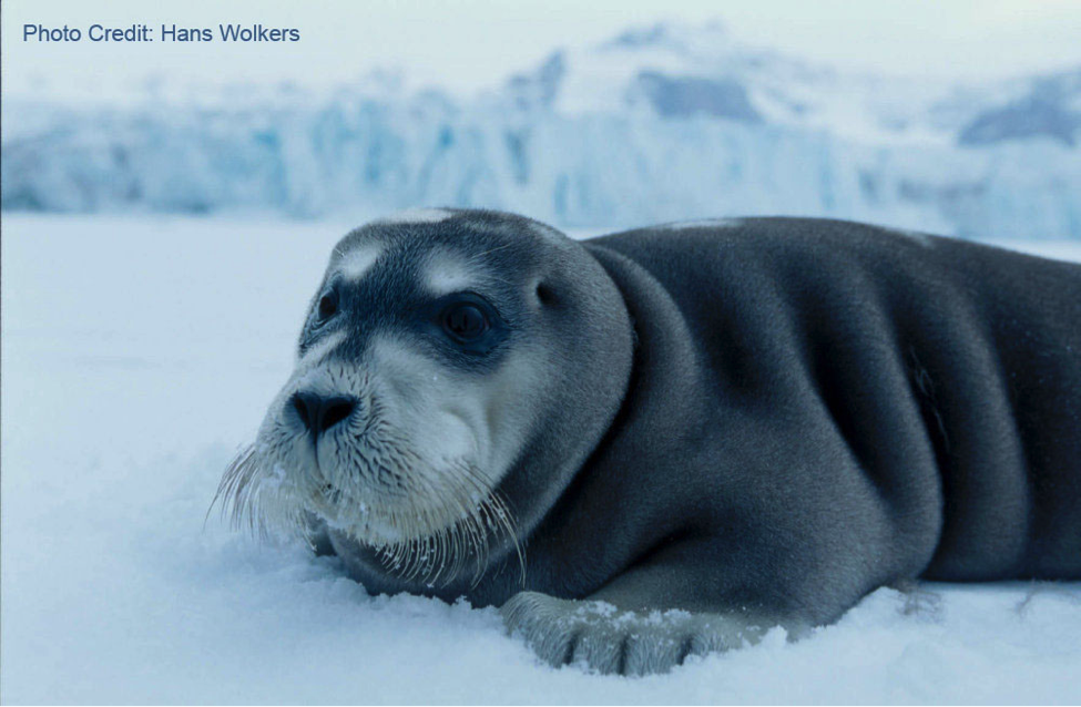 Adult bearded seal hauled out on ice