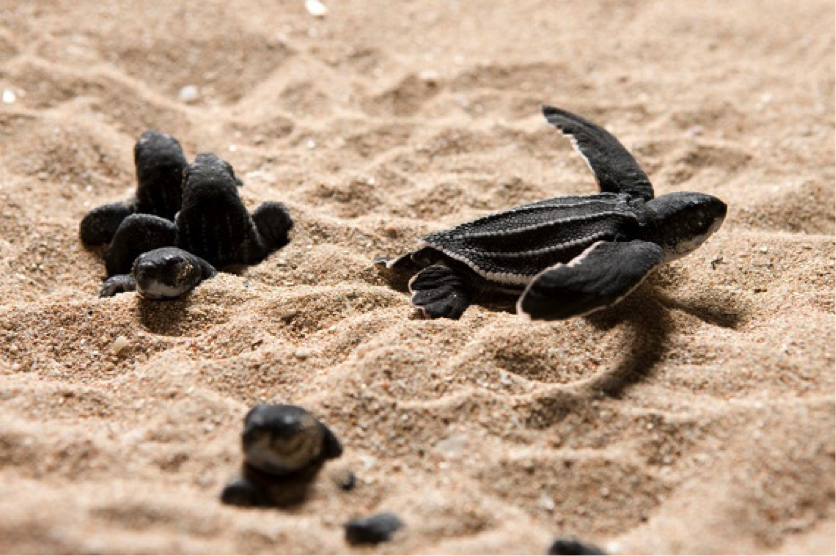 Baby leatherback turtles emerging from a nest. Photo credit: Oceana/Tim Calver 