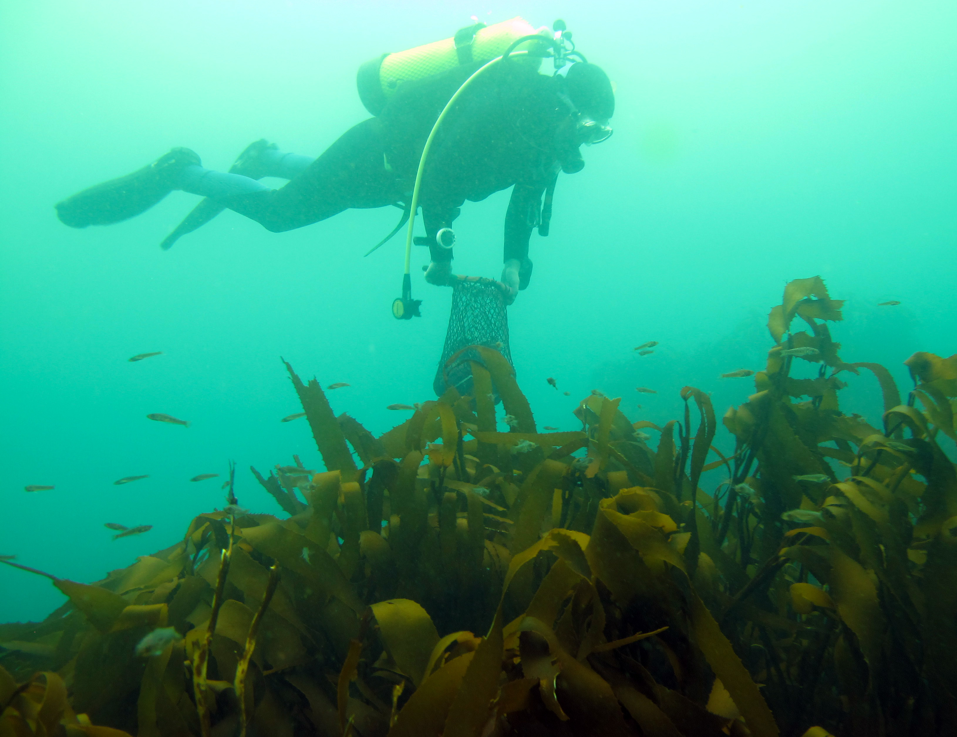 Our class helper, Arley, diving over Lessonia at Bahia Mansa, Osorno, Chile