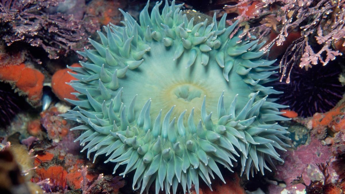 http://www.montereybayaquarium.org/animal-guide/invertebrates/giant-green-anemone
