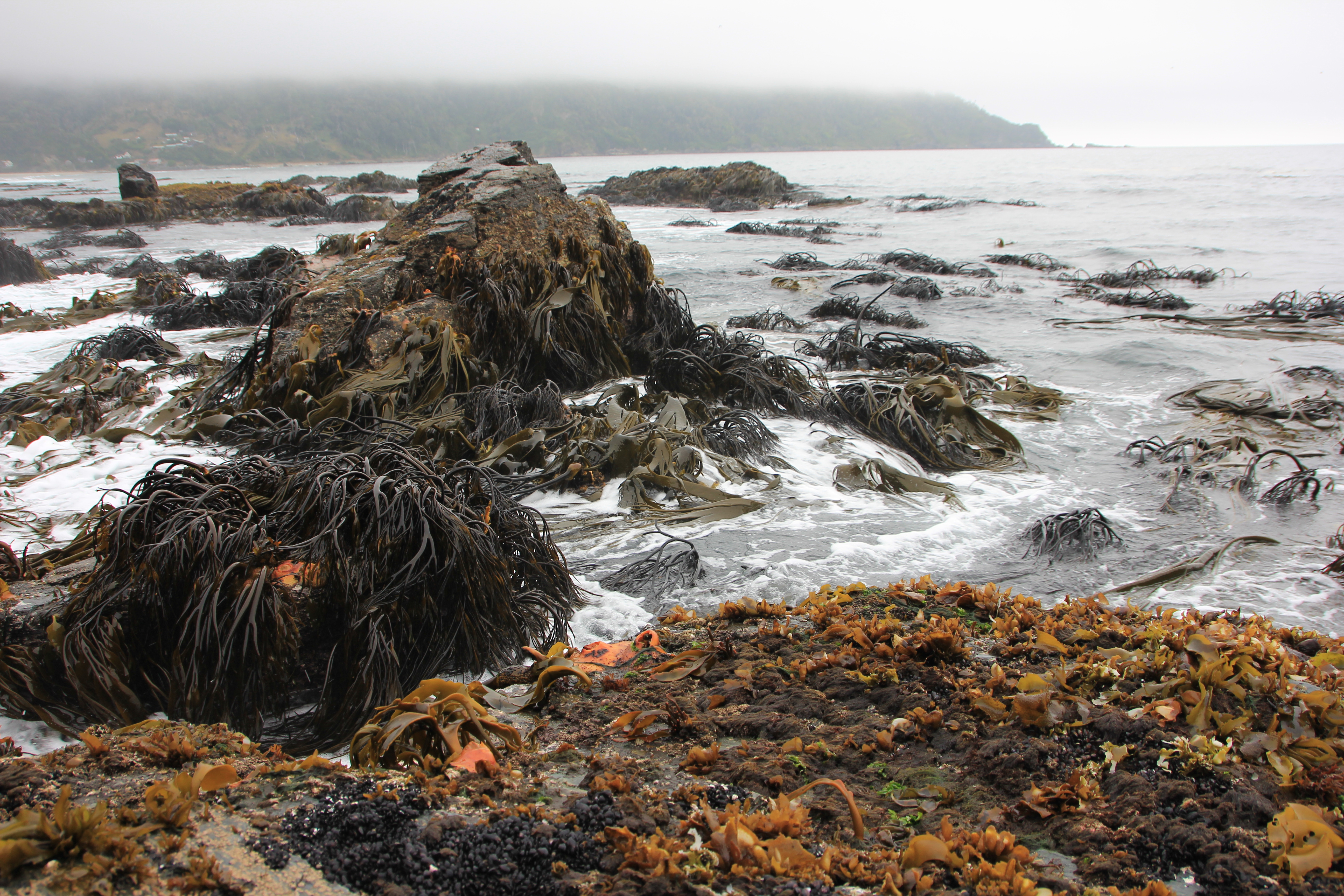 The intertidal on the exposed coast is dominated by the kelp Lessonia and the giant fucoid Durvillaea