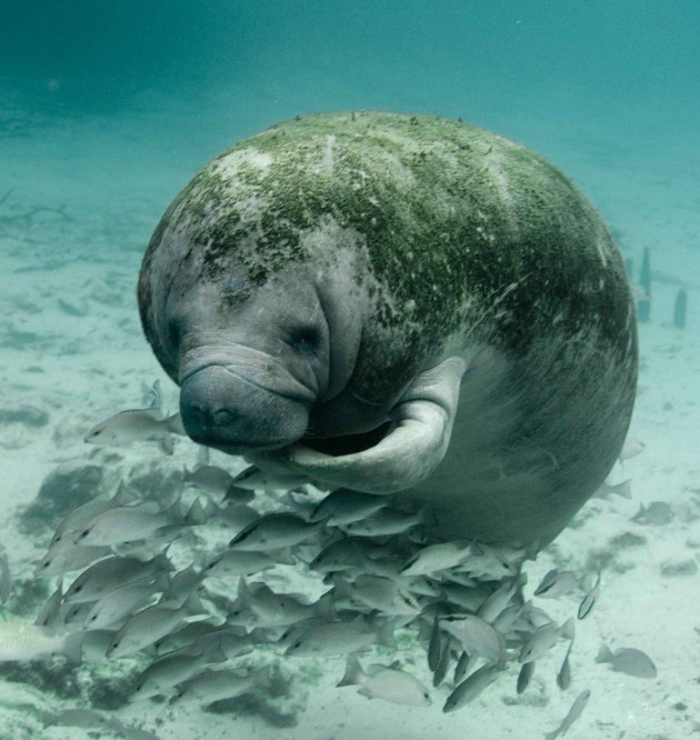 Florida manatee (Photo by Keith Ramos, U.S. Fish and Wildlife Service)