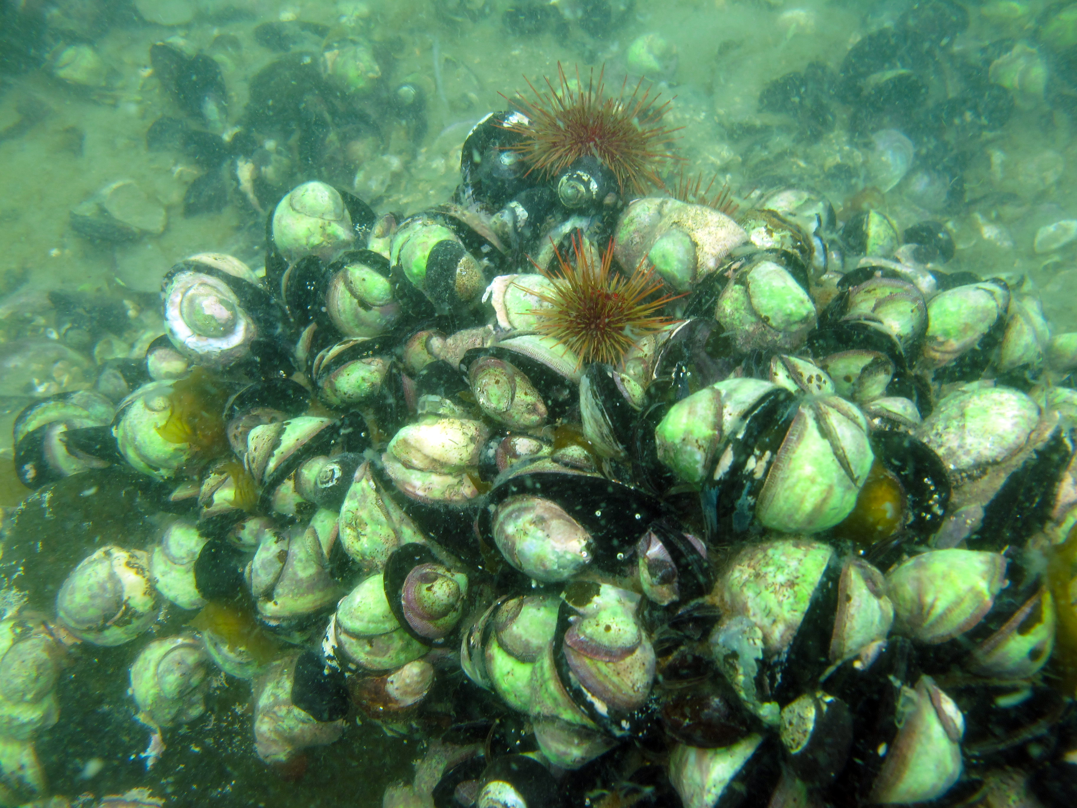The subtidal community at Bahia Metri is based on a dense cover of mussels and slipper limpets, with Macrocystis recruiting to the invertebrates.