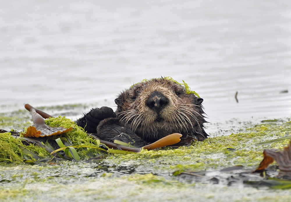 Photo: Courtesy of Elkhorn Slough National Estuarine Research Reserve 